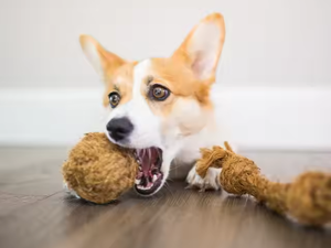 Boules de fibres de coco artisanales pour chats – Solution écologique pour animaux de compagnie - Product Image 5