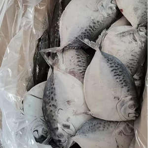 ปลาหมูดิบแช่แข็งคุณภาพพรีเมียม จำหน่ายส่ง ปริมาณมาก เกรดอาหาร พร้อมส่ง ผู้จัดจำหน่ายที่เชื่อถือได้สำหรับการส่งออก - Product Image 2