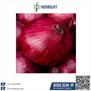 Cebollas Rojas indias frescas 100% de calidad premium seleccionadas a mano y aromáticas para ingredientes de cocina disponibles a un precio asequible - Product Image 6