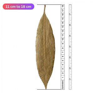Feuilles de mangue séchées naturelles Aqua Vriksha pour aquarium, bassin à poissons Betta, bassin à crevettes et aquascaping | 11-18 cm | Lot de 30 - Product Image 2