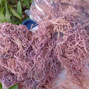 สาหร่ายมอสสีม่วงแห้ง - Product Image 1