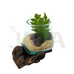 Aquarium et terrarium écologiques, bac à poissons avec base en verre et bois naturel, capacité de 2 L - Product Image 4