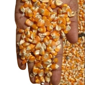 Maíz amarillo para alimentación animal disponible para exportación - Product Image 1