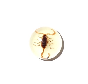 Escorpión Dorado, Espécimen Real, Cabujón de Plástico Redondo de 19x19 mm, Base Plana Brillante para Manualidades y Joyería - Product Image 6