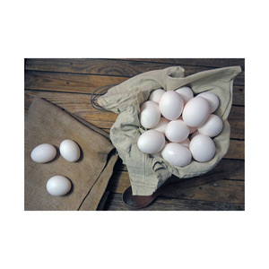 Œufs de poulet frais de qualité supérieure en gros à prix avantageux – Fournisseur en gros d'œufs de poulet frais à vendre - Product Image 1