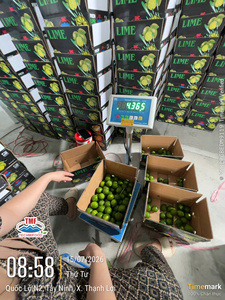 มะนาวเขียวสด/มะนาวไร้เมล็ด ผลไม้ส้มเต็มลูก สุกพร้อมรับประทาน เก็บในตู้เย็นได้ 14 วัน อายุการเก็บรักษา คุณภาพส่งออกเวียดนาม - Product Image 6