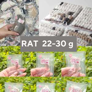 Ratas Congeladas XS 22-30g, Alimento para Serpientes con Alto Contenido de Proteínas, Venta al por Mayor, Alimento para Reptiles Libre de Salmonella, Nutrición Bio-Enhanced para la Digestión - Product Image 1