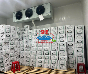 Exportateur de gingembre frais du Vietnam fournissant des racines de gingembre lavées pour les importateurs mondiaux, expédition en conteneur en vrac dans le monde entier - Product Image 3