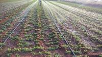 Tuyau d'irrigation agricole flexible en PE de 40 mm pour cultures, 100 m, brume d'eau uniforme, durable, en LDPE, facile à installer, en vrac
