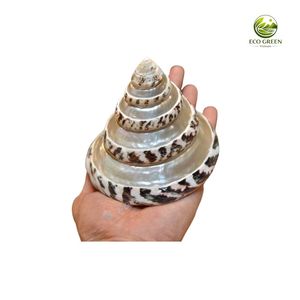 Coquilles de Trochus naturelles polies en forme de cône, en vrac, au toucher réel, pour la décoration moderne de la maison, les fournitures d'aquarium et le bricolage - Product Image 1