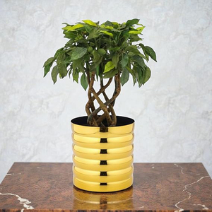 Premium Golden Ribbed Metal Planter Polished Mild Steel Decorative Flower <b>Pot</b> for Indoor Plants <b>Succulents</b> Metal <b>Pots</b> - Product Image 4