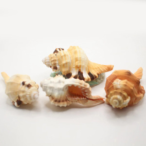 <b>Large</b> sea shell aquarium <b>fish</b> <b>tank</b> <b>ornament</b> cheap price natural seashells beach decor seashell - Product Image 2