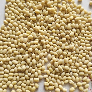 Protéine d'Urad blanche entière indienne séchée, élégante et de qualité supérieure, facile à cuisiner, 30 kg en vrac, nouvelle récolte à prix avantageux - Product Image 1