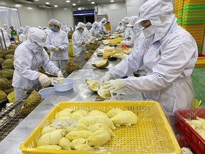 Viande de durian congelée du Delta du Vietnam – Fruit tropical de qualité export |   OEM et Marque Privée - Product Image 5