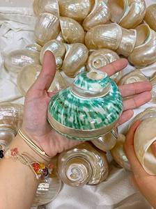 Vietnam poli vert Turbo Shell naturel beaux coquillages pour projets d'art faits à la main et commandes en gros - Product Image 4