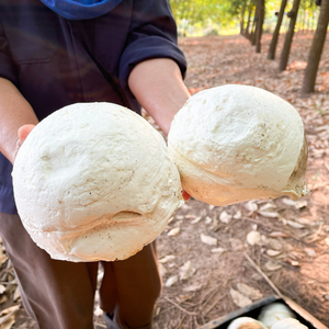 Látex de Caucho Natural Concentrado NGOC CHAU HA 60 DRC, Suministro de Fábrica de Binh Duong para Guantes de Látex y Productos Adhesivos - Product Image 2