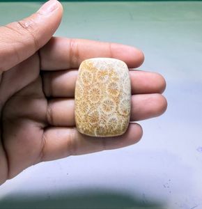 Coral Fósil Natural, Cabujón de Cristal Pulido, Gemas Minerales de Alta Calidad, Formas Mixtas, Materiales a Granel para la Fabricación de Joyería - Product Image 2