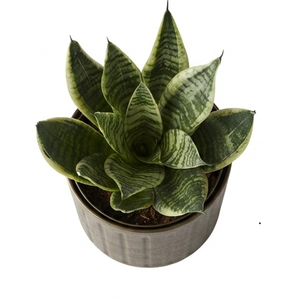 Jardinière Métallique Tendance Sur Mesure pour Jardin, Décoration Extérieure pour Fleurs - Product Image 2