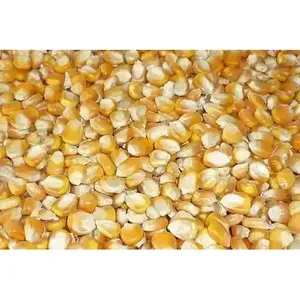 Pioneer Organic Non-GMO Non-Glutinous Maize Seeds Yellow Corn Hydroponic Fodder for Animal Feed Dried Style 50-60 Days Flowering