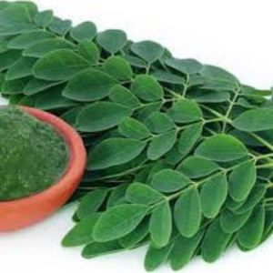 Hojas de Moringa Orgánicas Deshidratadas, Follaje de Árbol de Moringa, Superalimento Natural Verde, Exportación a Granel - Product Image 4