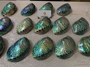 Natural Abalone Shell Raw Polished Mixed Sizes Seashell Vietnam Manufacturer Bulk Wholesale Export Supply - Product Image 6