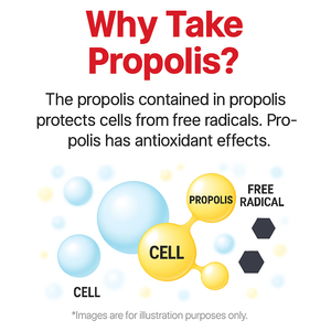 Comprimés de Propolis OEM avec Calcium, Vitamine C et Flavonoïdes – Complément Quotidien pour la Santé Dentaire et Osseuse des Adultes – Fabriqué en Corée – 1250mg - Product Image 2