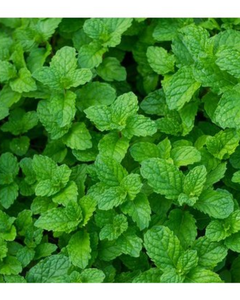 Hojas de menta secas enteras/cortadas – color verde fresco, aroma fuerte - Product Image 4