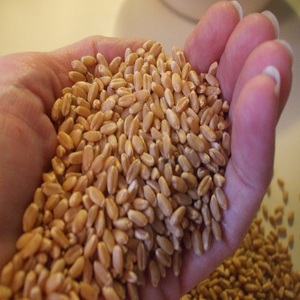 Semillas de trigo duro de alta calidad con granos limpios y uniformes, diseñadas para un cultivo confiable del trigo y una mejor implantación de la cosecha. - Product Image 2