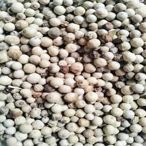 Pimienta Blanca Entera Natural de la India de Alta Calidad, Especia Tradicional con Aroma, 24 Meses de Vida Útil para Comercio Internacional - Product Image 4