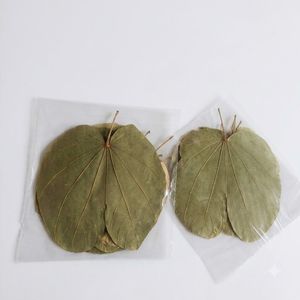 Hojas de Orquídea Asiática Naturales Premium AQUA VRIKSHA para Acuarios, Peceras de Betta y Camarones | 11-15 cm | Paquete de 10 - Product Image 2