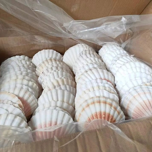 เปลือกหอยหลากหลายชนิดสำหรับงาน DIY และตกแต่งงานแต่งงาน - Product Image 1