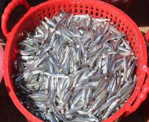 Anchois séchés du Vietnam entiers, séchés au soleil, anchois blancs, fournisseur en gros //Mme. Reina// 2026 - Product Image 2