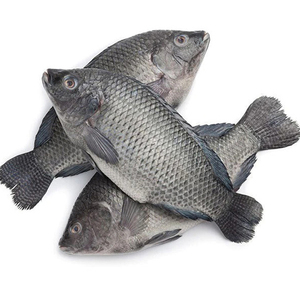 Tilapia Negra Congelada, Intera, Sin Escamas - Product Image 5
