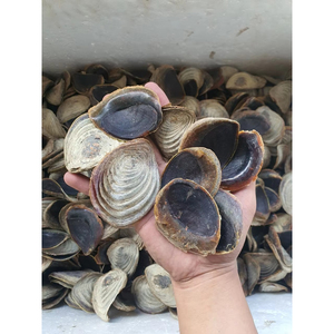 Conchas de Operculum de la Mejor Calidad para Comercio Mayorista Internacional, Artesanías Naturales y Decoración del Hogar - Product Image 4