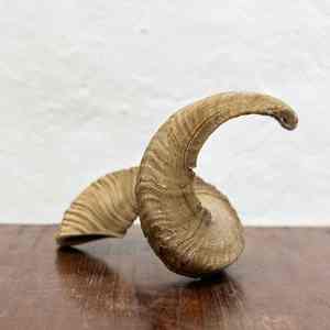 La Mejor Oferta: Cuerno Shofar Ram Completamente Pulido, Hecho a Mano, Ecológico, Instrumento Musical Judío, Fácil de Soplar, de la India - Product Image 1