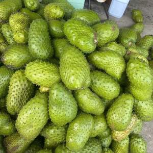 Puré de guanábana congelado hecho con guanábana madura, adecuado para la preparación de bebidas, smoothies, postres y procesamiento de alimentos. - Product Image 3