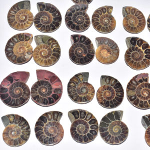 Cabochon d'Ammonite Fossile - Product Image 1
