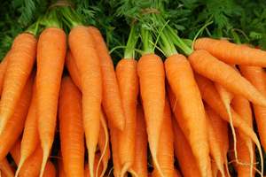 Zanahorias Frescas de Primera Calidad, Zanahorias Rojas Naturales Frescas de Granja para Exportación al por Mayor, Suministro a Granel, Vegetales de Grado Alimenticio a Precio Económico - Product Image 2