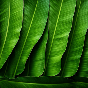 Top Quality Fresh Banana Leaf Made in Vietnam - <b>Cheap</b> Price Natural 100% Banana Leaf Export - Ms. Alina - Product Image 2