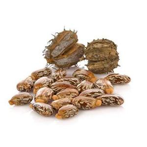 Semillas de Ricino de Alta Calidad, Suministro a Granel |   Semillas de Ricino Naturales Crudas para la Extracción de Aceite de Ricino - Product Image 6