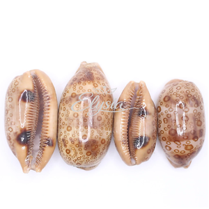 Natural Tiger Cowrie Pig Snail Shell Handmade Carved Artwork <b>Large</b> Seashell Decorative Ornament Coastal Beach Home Decor <b>Gift</b> - Product Image 6
