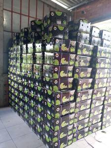 VIETNAM DE ALTA CALIDAD PARA CAL FRESCA SIN SEMILLAS/FRUTA DE LIMÓN (CONTACTO/LAURA: + 84 896611913) - Product Image 6