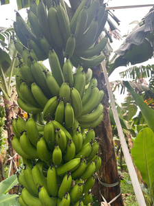 Banane Cavendish Tropicale - Qualité Premium, Fruits Frais du Vietnam, Pack de 13 kg, Haute Qualité et Prix Compétitifs - Product Image 5