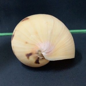 Concha de Caracol Littorina Obtusata - Concha de Cangrejo Ermitaño Super Baby - Conchas de Caracol Decorativas de Varios Tamaños/ Lima - Product Image 5