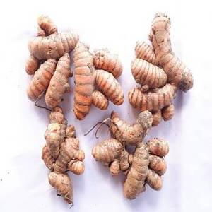 Cúrcuma India Seca Natural Entera para Comerciantes de Especias, Mayoristas de Ingredientes Alimenticios, Fabricantes de Curry y Suministro Global - Product Image 4