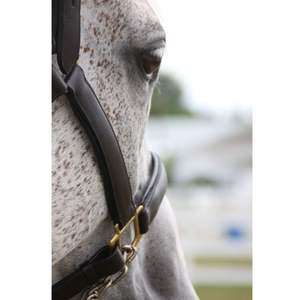 Wholesale Leather Horse Head Collar Halter Racing Tack Empty Channel Nose Sides Rose Gold <b>Hardware</b> Superior Comfort - Product Image 4