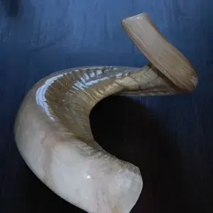 Cuerno de Ram Shofar pulido natural de la India, cuerno de animal indio para el Año Nuevo Judío - Product Image 3