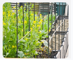 Structure d'escalade en U avec jardinière pour plantes grimpantes de fruits et légumes - Product Image 3