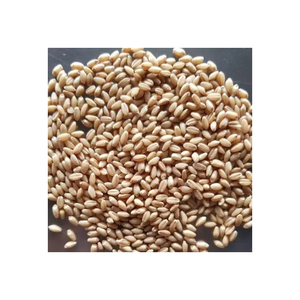 Service OEM de qualité supérieure, céréales de blé de qualité alimentaire, vente en gros, approvisionnement en vrac, stock disponible, produit d'exportation de qualité supérieure - Product Image 3
