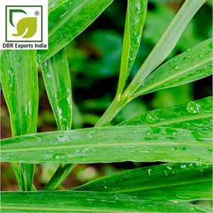 Premium Gingergrass <b>Essential</b> <b>Oil</b> Steam Distilled Natural <b>Oil</b> for Aromatherapy Cosmetic and Fragrance Applications - Product Image 3